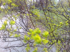 13042009410.jpg