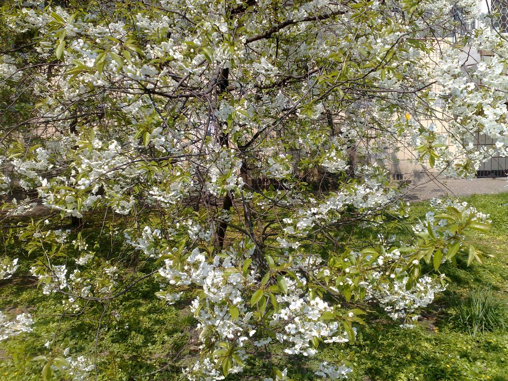 25042009446.jpg