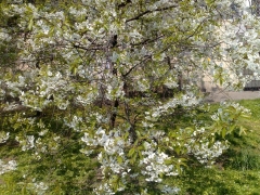 25042009446.jpg