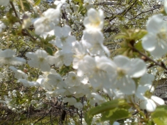 25042009447.jpg