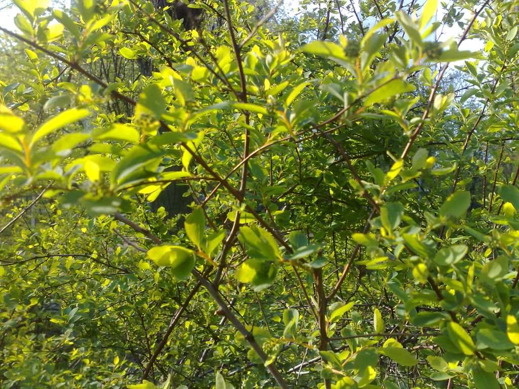 27042009451.jpg