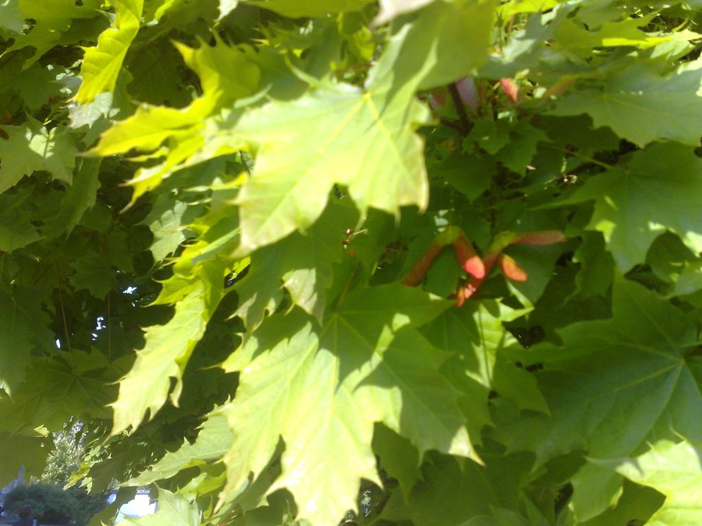 06052009469.jpg