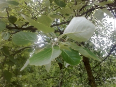 19052009489.jpg