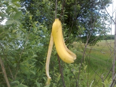 14062009526.jpg