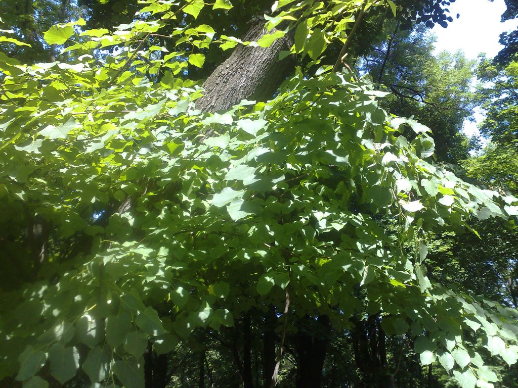 07062009518.jpg