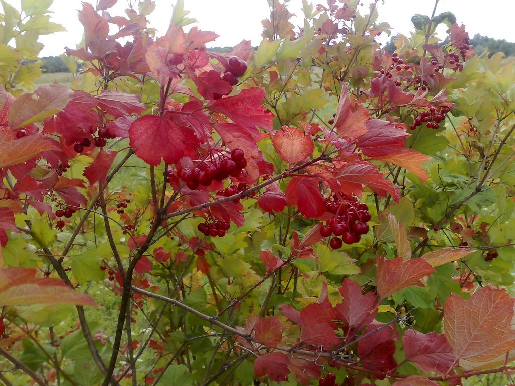 22082009669.jpg
