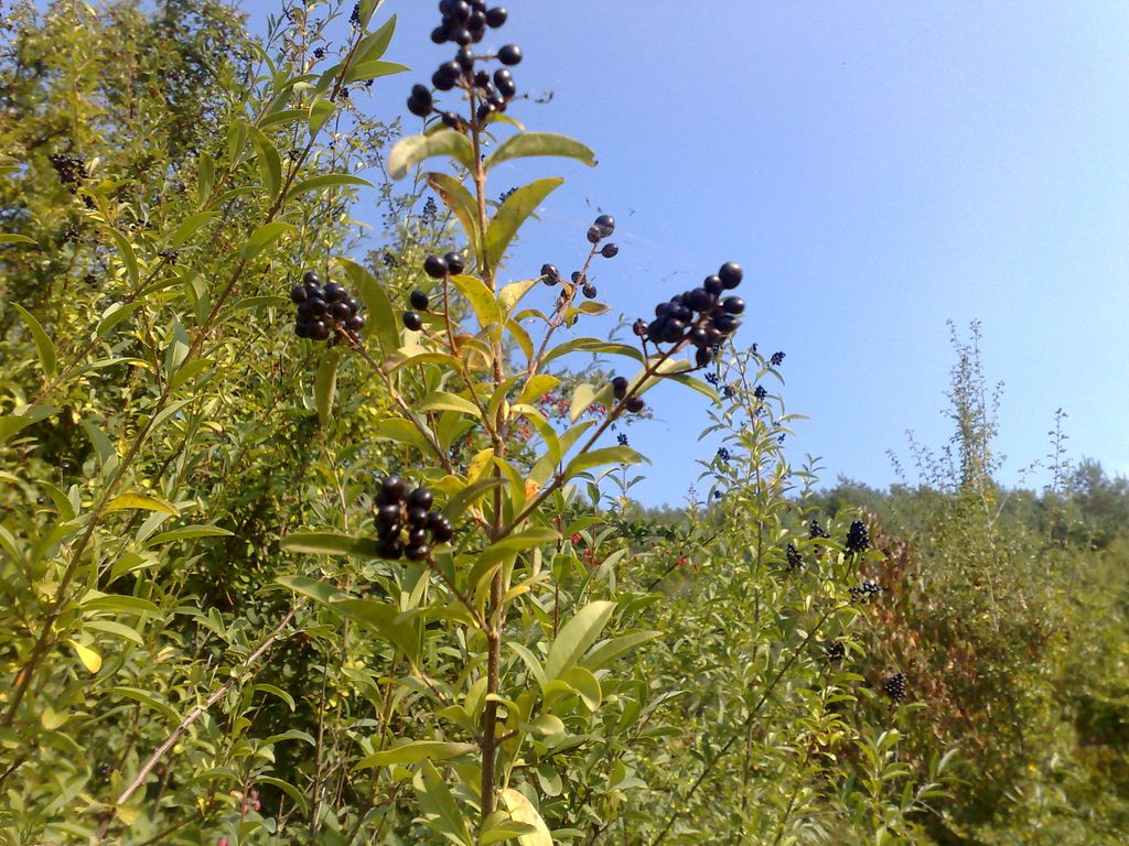13092009726.jpg