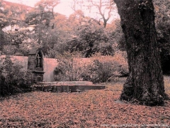 x_7d10e6b81.jpg