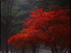 pica4u.ru_1201978462red_tree_by_nayein2.jpg