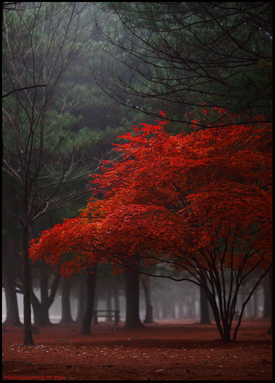 pica4u.ru_1201978462red_tree_by_nayein2.jpg