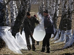 1303292770_belarus-birch-sap-01.jpg