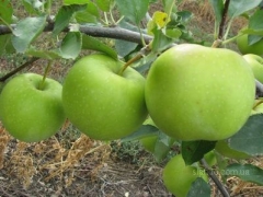 yabluka_ta_grush_z_vlasnogo_sadu_25586724_3_F1.jpg