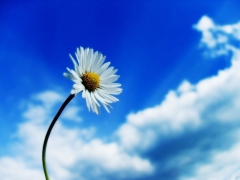 flower61.jpg
