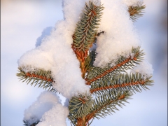 bfoto_ru_2528.jpg
